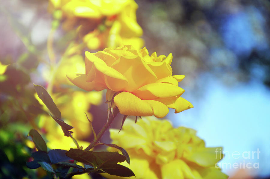 Close up of beautiful yellow climbing roses, called Gold Bunny or Gold Badge, in a Spring rose garden. Photograph by Milleflore Images