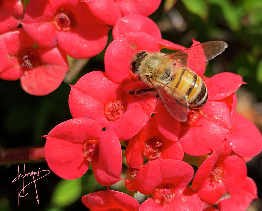 Close Up Of Bee On Red Flower Photograph by DC Langer