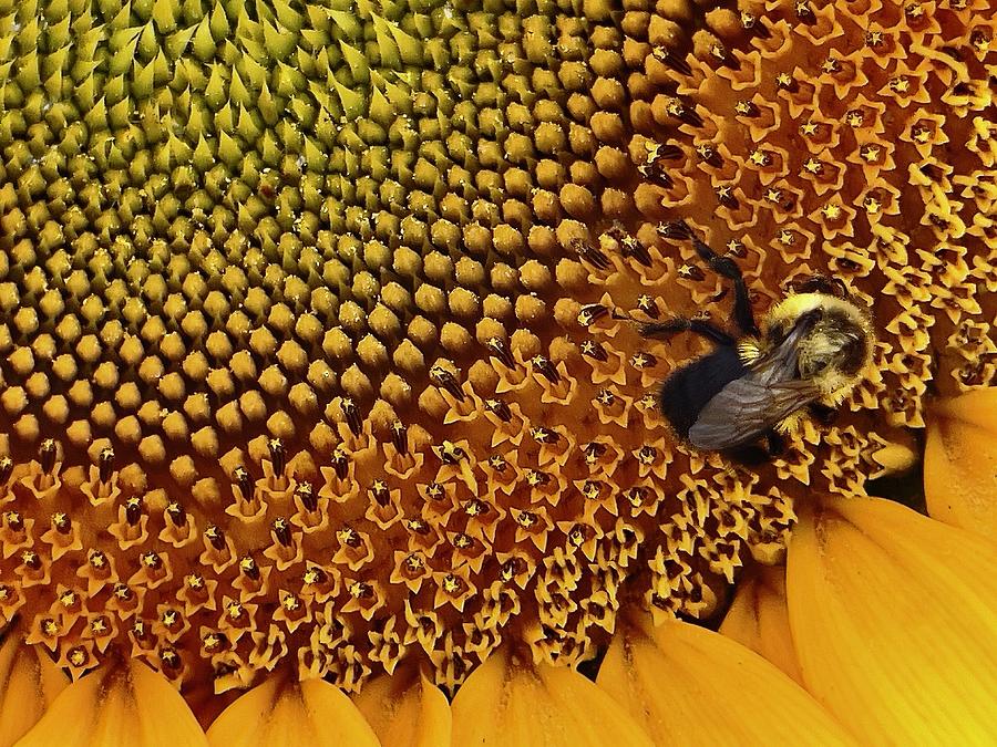 Close-up of Bee on Sunflower Photograph by Matthew Bamberg