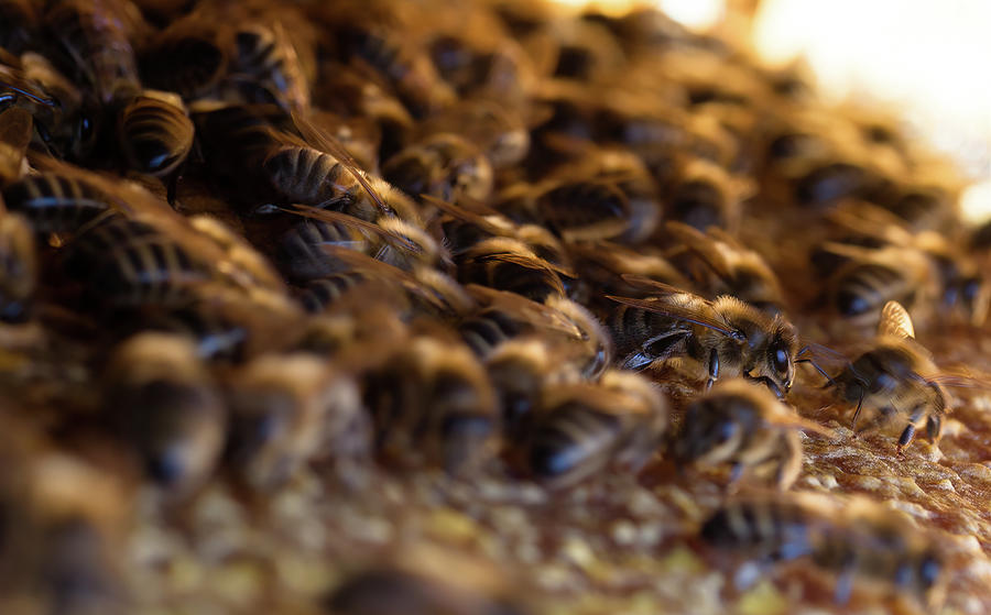 Close-up of bees on a hive frame Photograph by Jean-Luc Farges