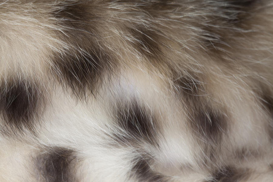 Close-up of Bengal Cat Fur Photograph by GK Hart/Vikki Hart