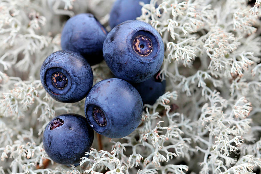 Close up of Bilberries on Reindeer Lichen Photograph by Taina