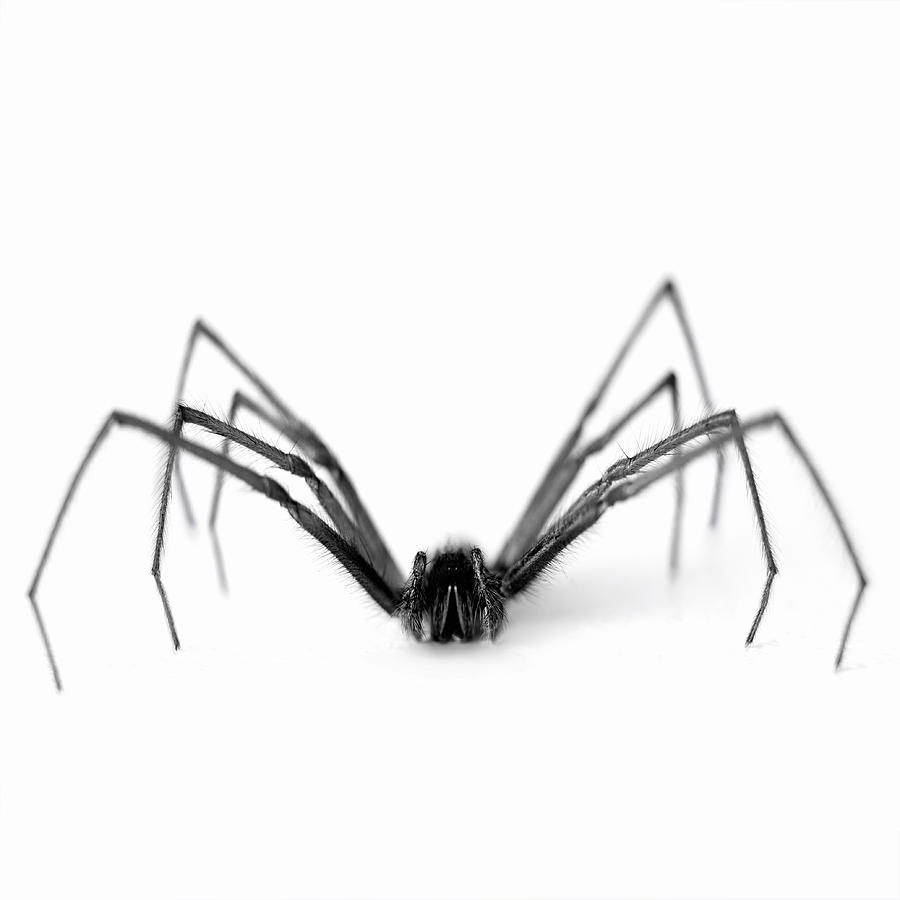 Close up of black and white spider Photograph by Adam Gault