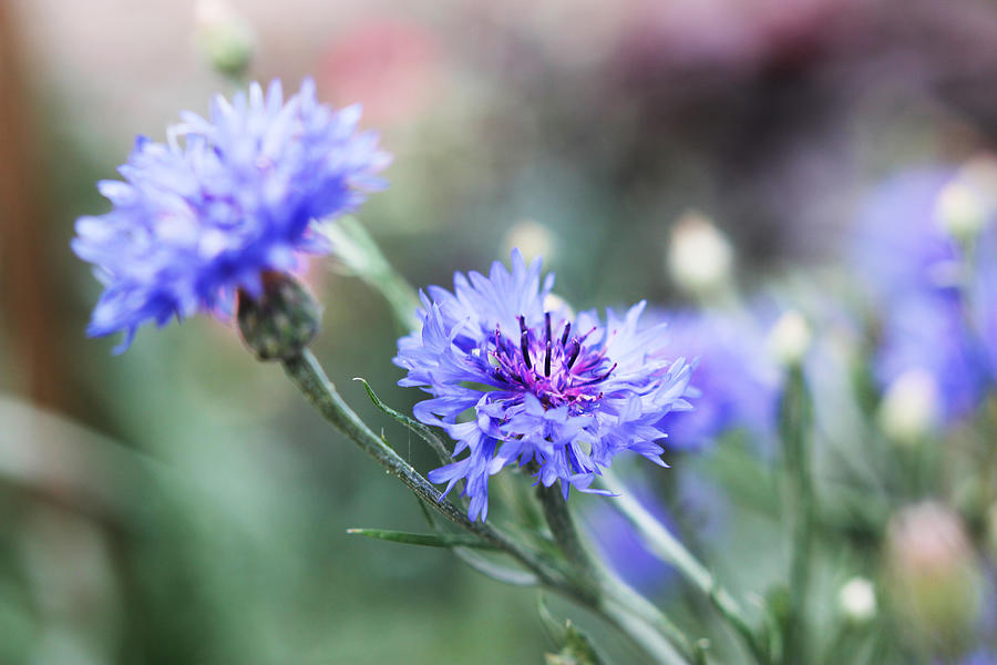 Close up of blue cornflowers Photograph by Lisa Schaetzle