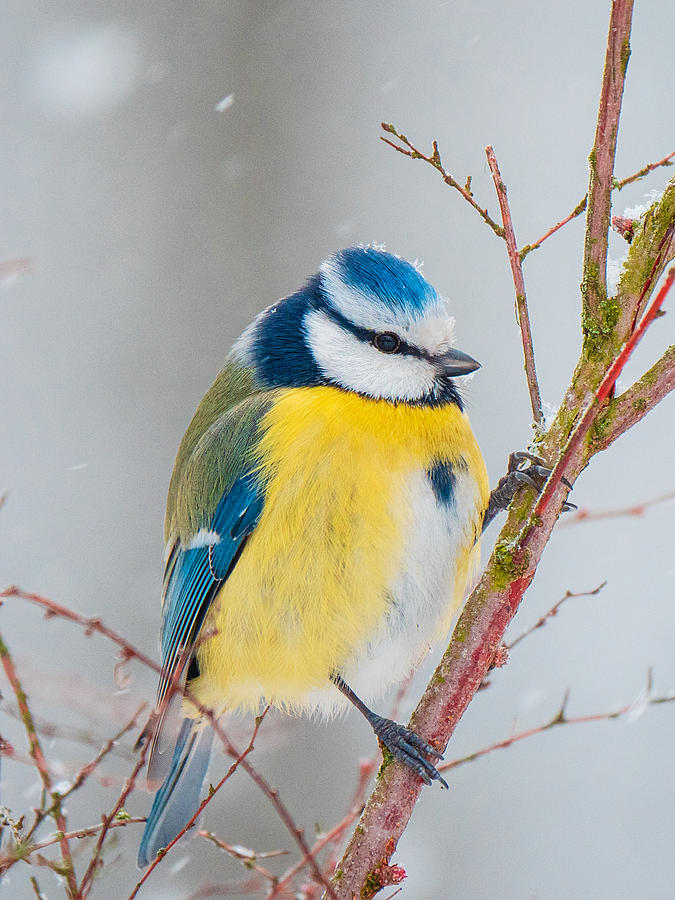 Close-up of blue tit on the twig Photograph by TorriPhoto