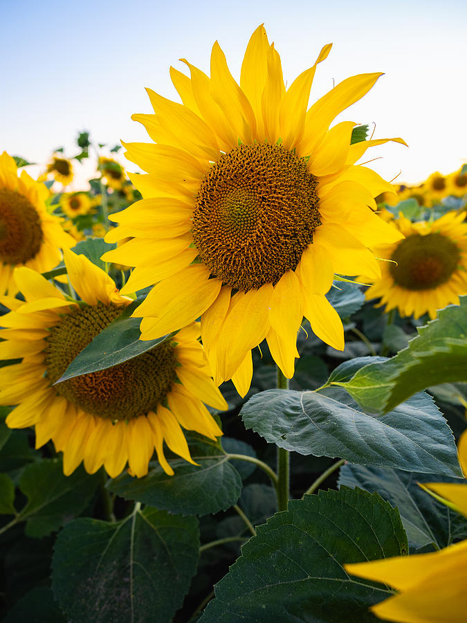 Close-up of bright blooming sunflowers Photograph by TorriPhoto