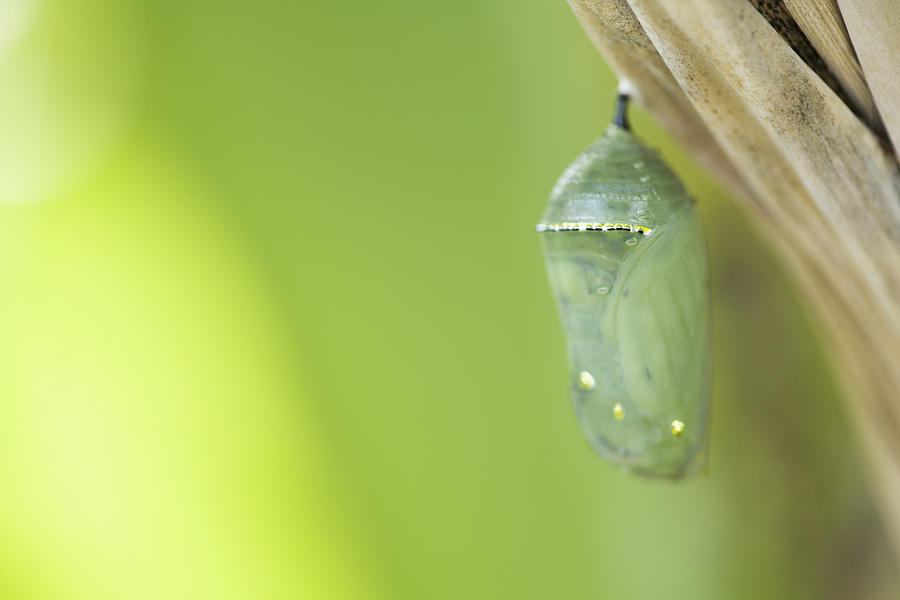 Close up of butterfly cocoon hanging from tree Photograph by PBNJ Productions