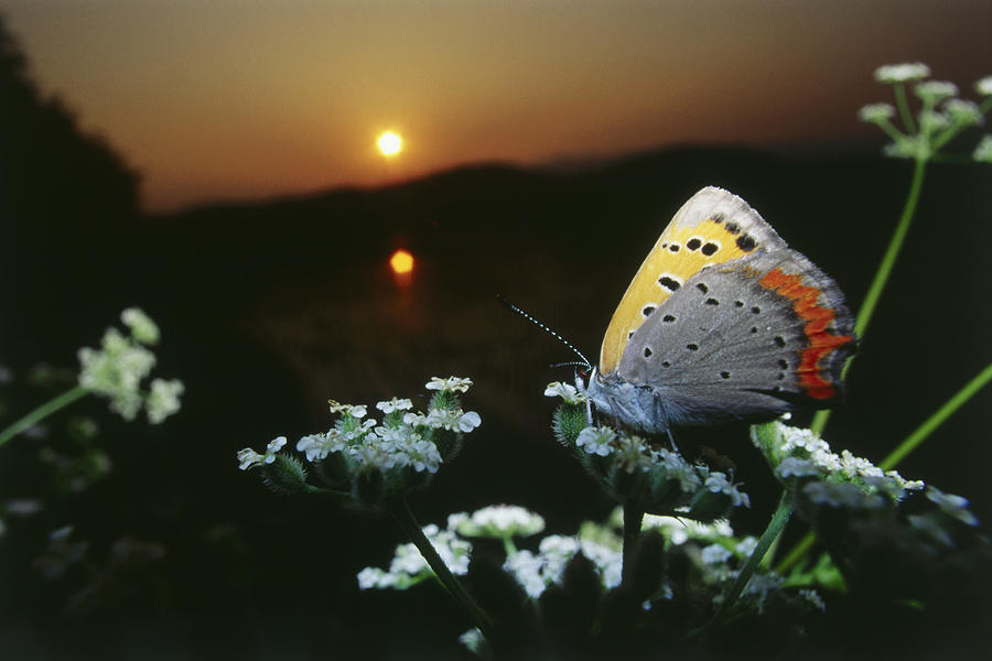 Close-up of Butterfly on flower at sunset Photograph by Dex Image