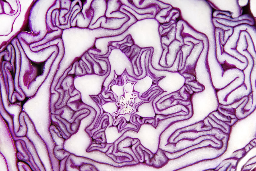 Close Up Of Cabbage Red Macro Texture Photograph by Severija Kirilovaite
