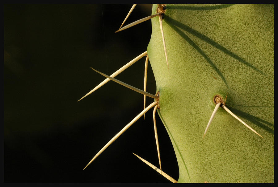 Close up of  Cactus  Photograph by Ran Zisovitch