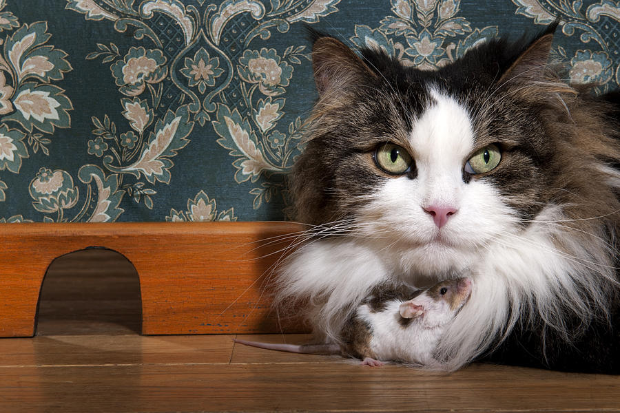Close-up of cat and mouse together on wooden floor indoors Photograph by GlobalP