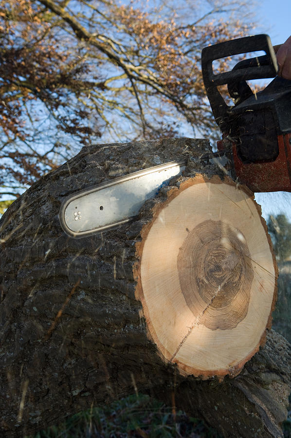 Close up of chainsaw cutting log Photograph by Henry Arden