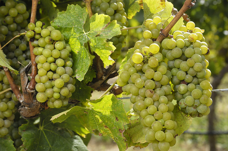 Close-up of Chardonnay Wine Grapes on Vine Photograph by GomezDavid