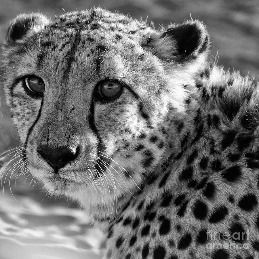 Close Up Of Cheetah In Namibia Photograph