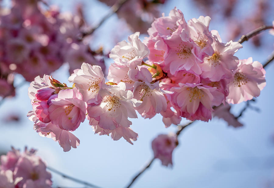 Close up of cherry blossom blooms Photograph by Manpreet Sokhi