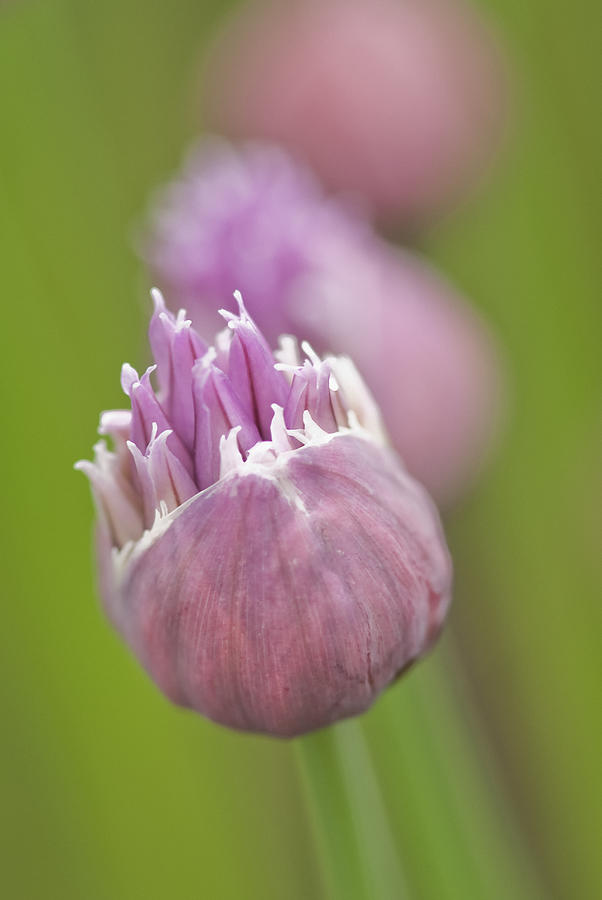 Close up of chive blossom Photograph by Deb Casso