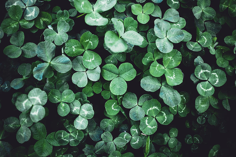 Close-up of Clover leaves Photograph by Stanislavgusev