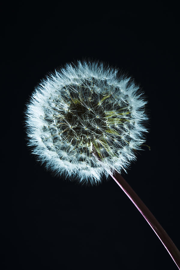 Close up of common dandelion Photograph by Westend61