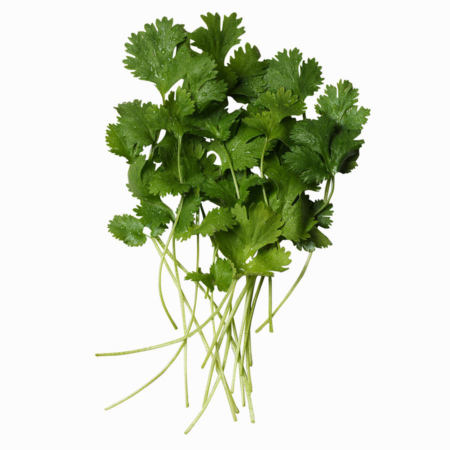 Close-up of coriander Photograph by Stockbyte