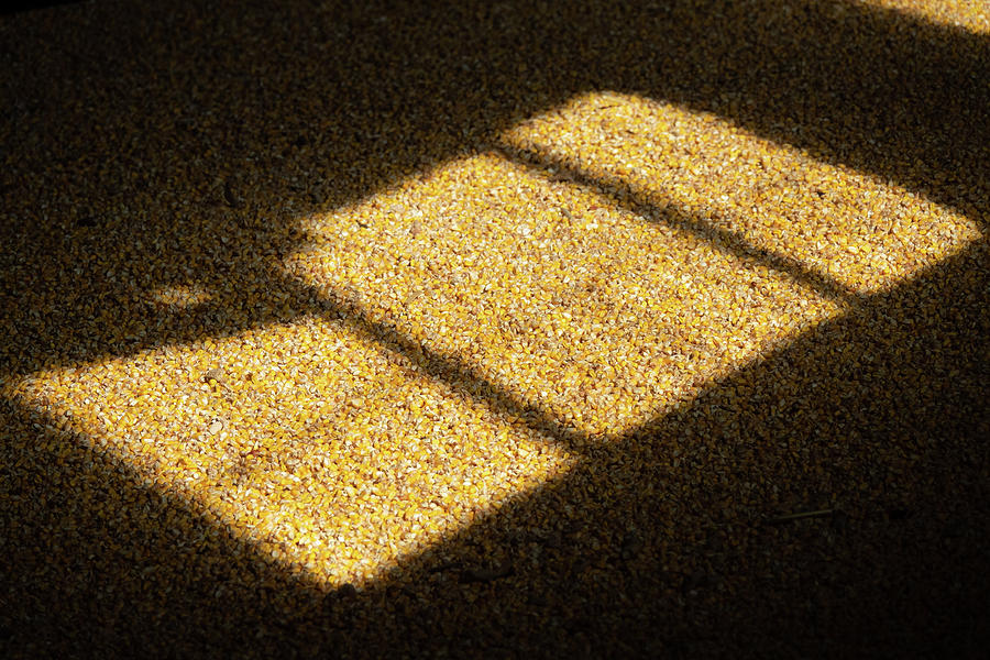 Close Up Of Corn Grain Inside Warehouse. Photograph
