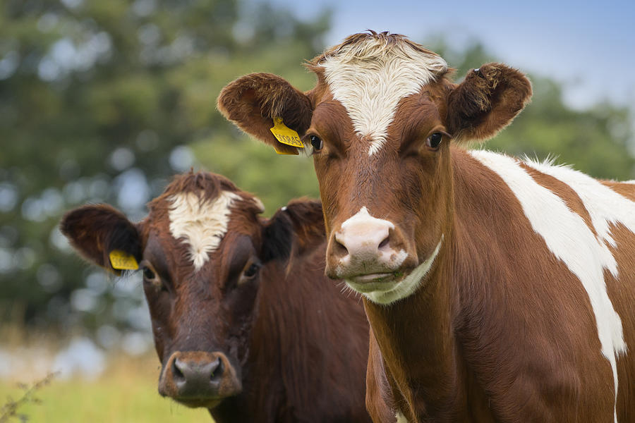 Close up of cows in field Photograph by Chris Clor