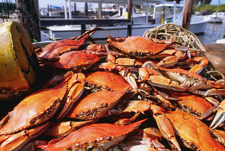 Close-up of crabs, Annapolis, Maryland, USA Photograph by Glowimages