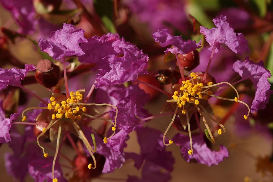 Close-up of Crap Myrtle Flowers Photograph by Mingming Jiang