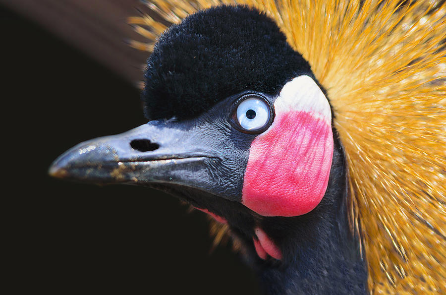 Close up of crowned crane Photograph by Somak Pal