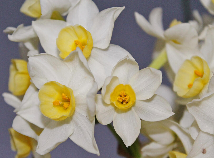 Close up of Daffodil heads. Photograph by Ian600f