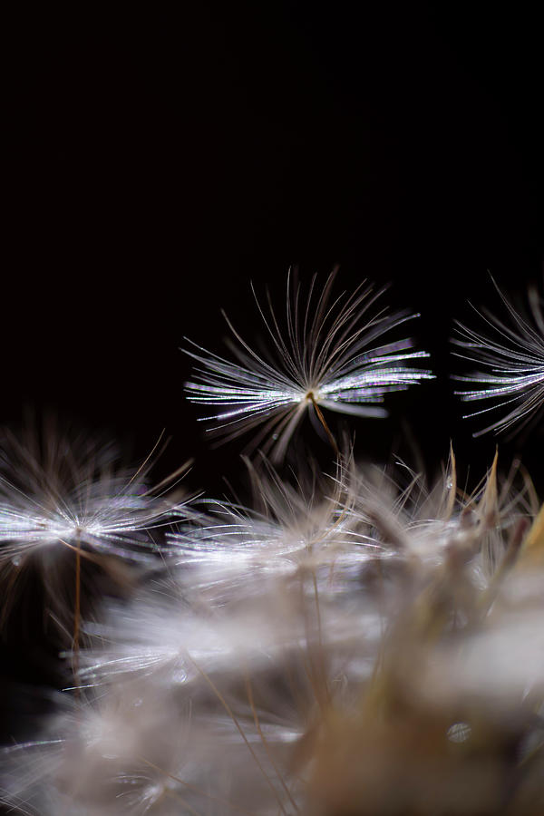 Close  up of dandelion seed Photograph by Dan Friend