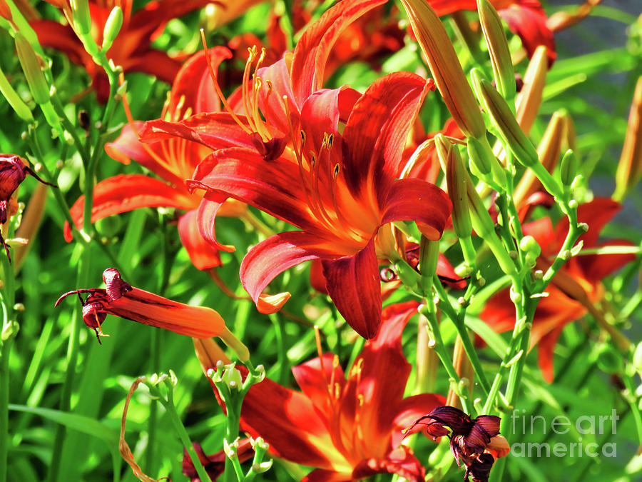 Close up of dark orange and red daylily flowers on a sunny day