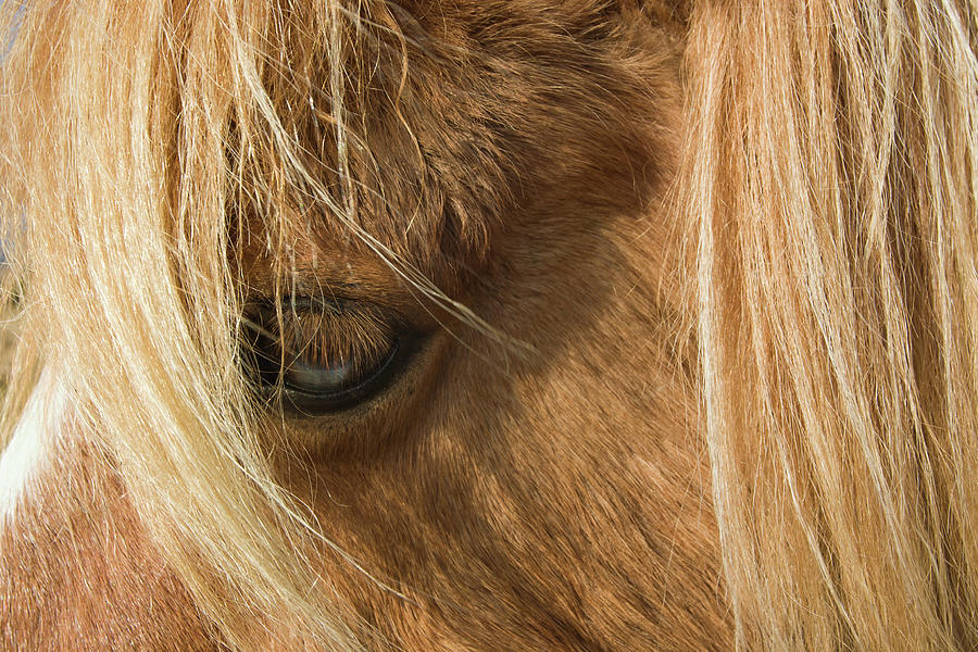 Close up of Dartmoor Ponys Eye Photograph by Richard Donovan