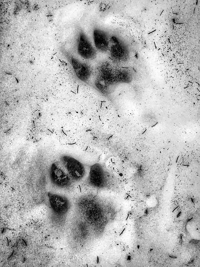Close-up of dog footprints Photograph by Maritza Baez / FOAP