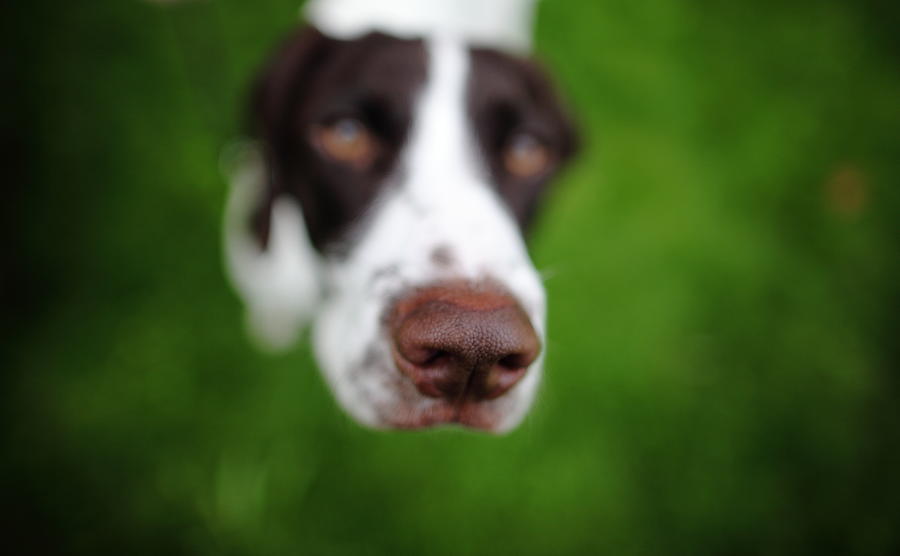 Close up of dog Photograph by Ulf Bodin