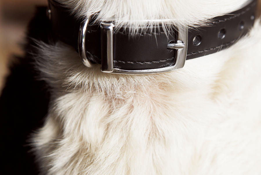 Close-up Of Dogs Collar Photograph by John Slater