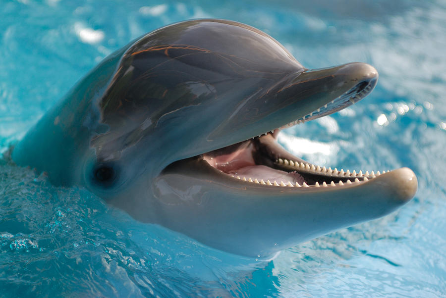 Close-up of dolphin in water with its mouth open Photograph by PacoRomero