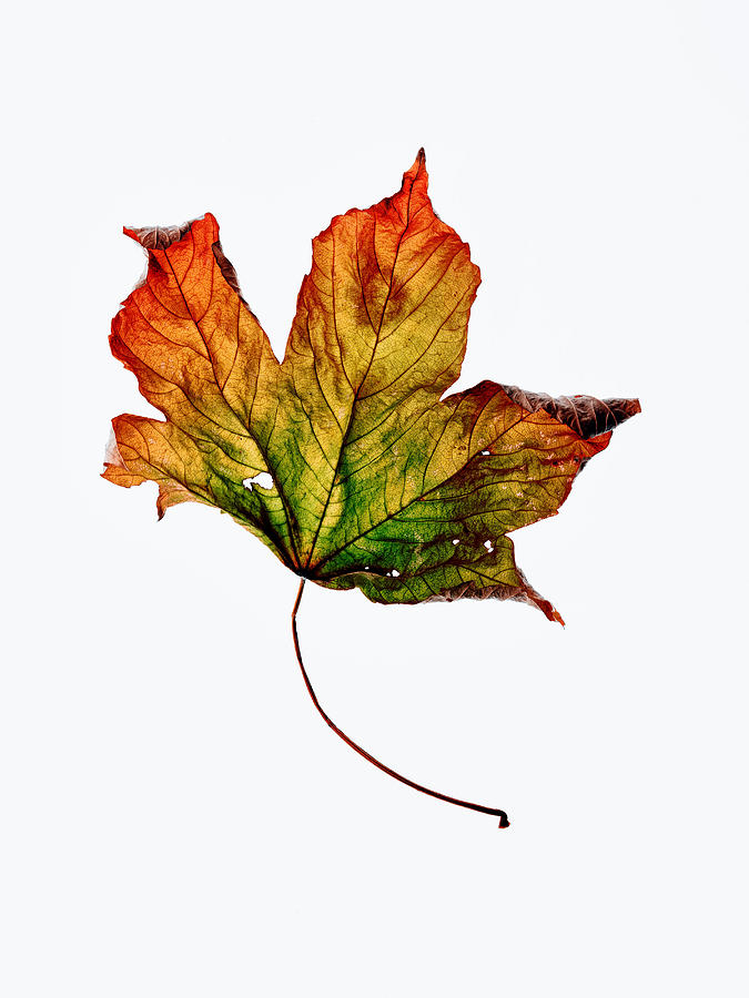 Close up of dried autumn leaf Photograph by Image Source/Still Factory