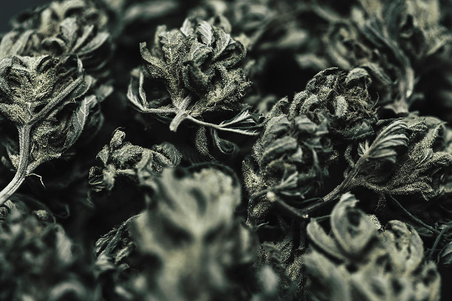 Close-up of dried marijuana leaves Photograph by Norman Posselt