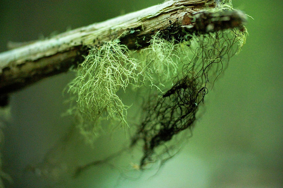 Close Up Of Dried Moss Photograph