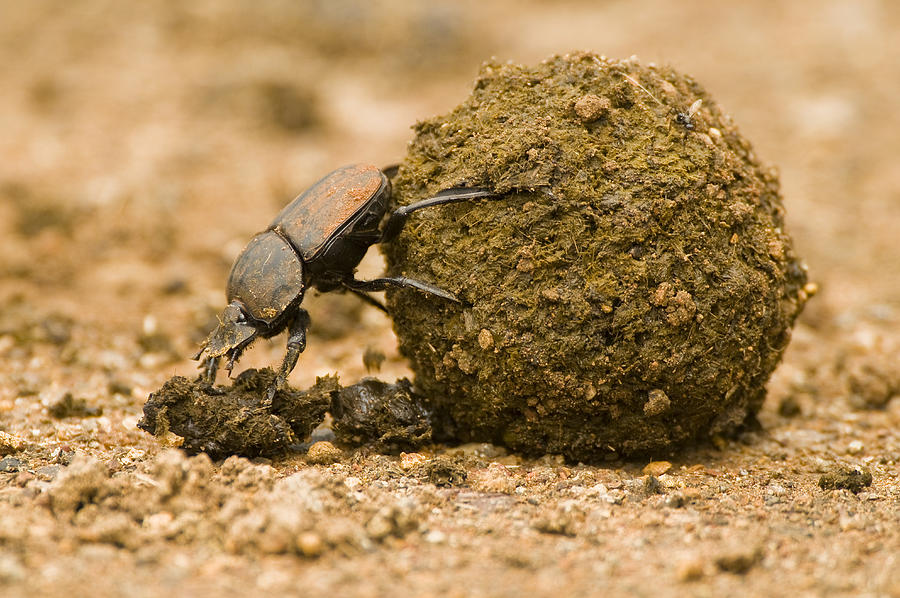 Close-up of Dung beetle pushing dung ball, Ndumo Game Reserve, South Africa Photograph by Gallo Images