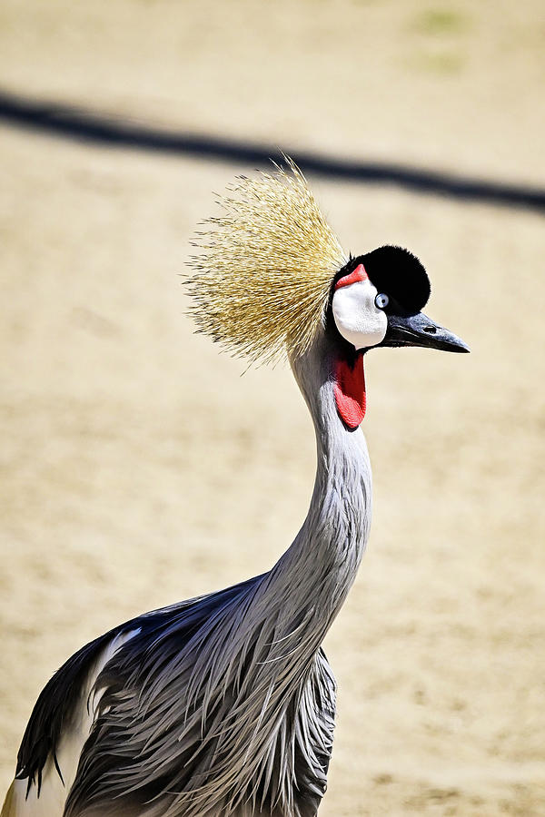 close up of East African Grey crowned crane Photograph by Ed Stokes