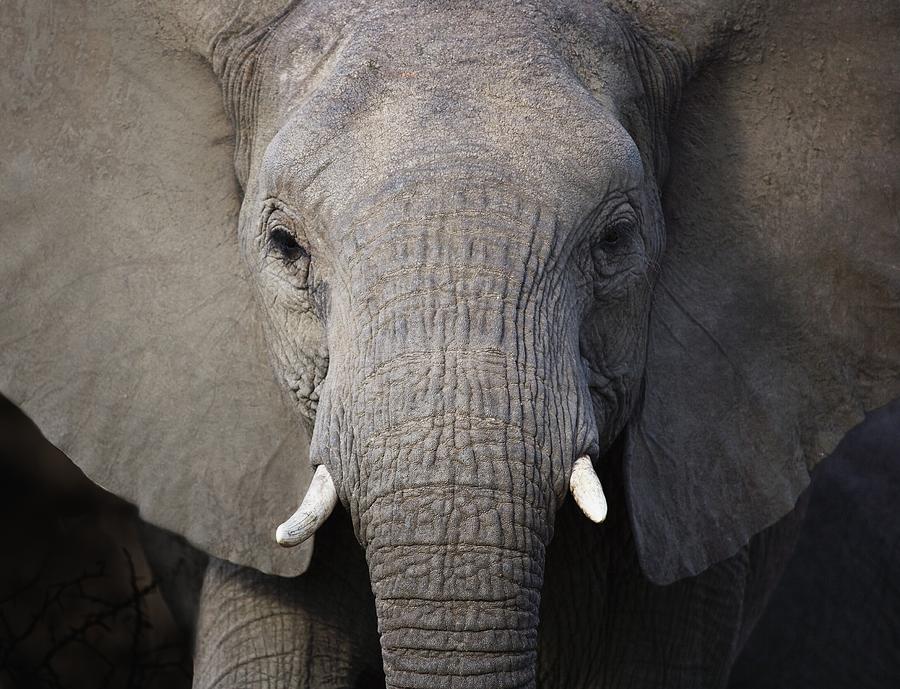 Close up of elephant Photograph by Tetra Images