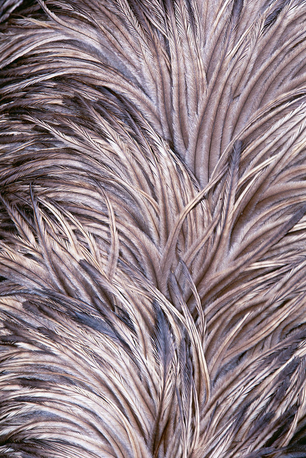 Close-up Of Emu Feathers Photograph by Ted Mead