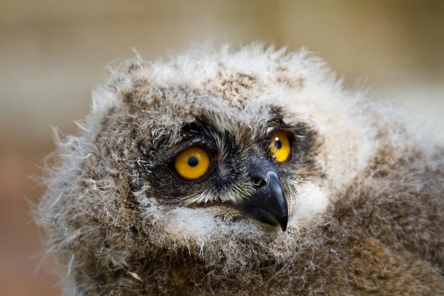 Close up of european eagle owl chick Photograph by s0ulsurfing - Jason Swain