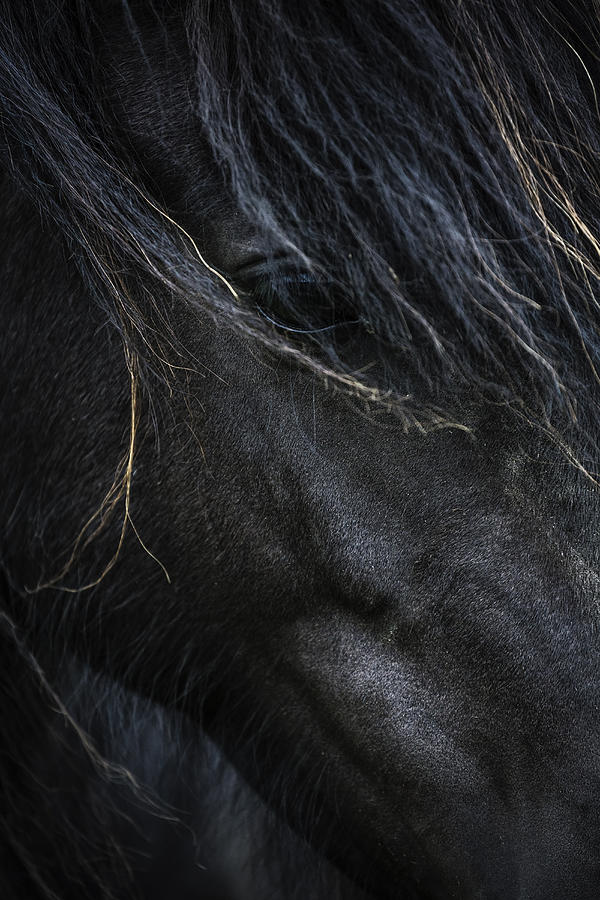 Close up of face of Icelandic horse Photograph by Jeremy Woodhouse