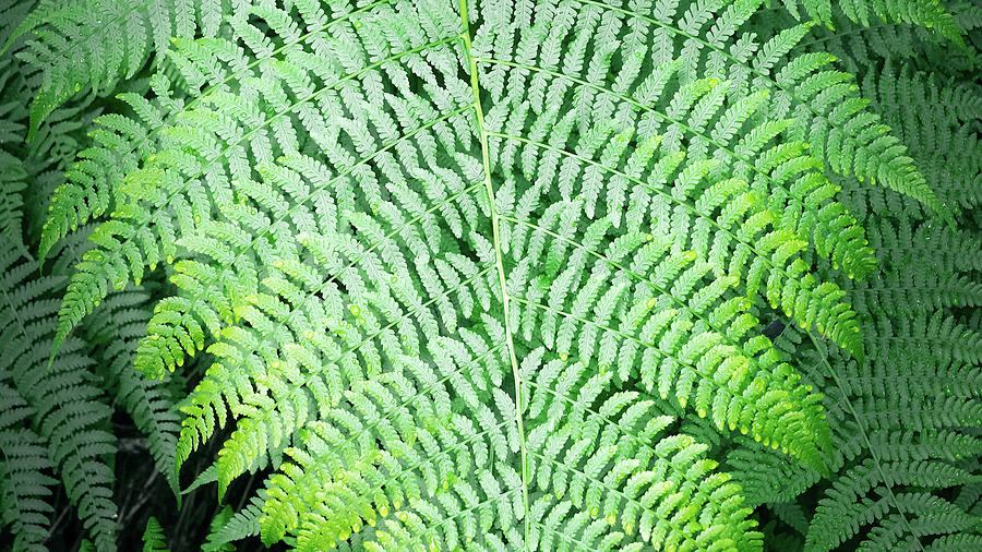 Close up of Fern Photograph by Gary Geddes