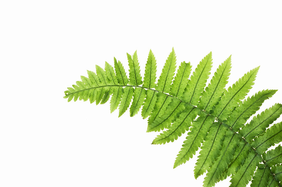 Close up of Fern Leaf against white background Photograph by Mike Hill