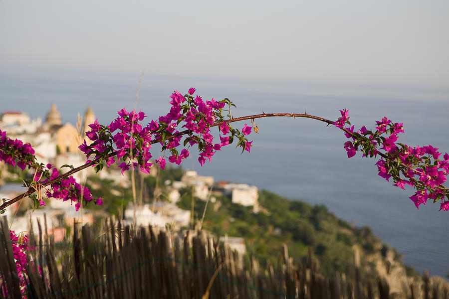 Close-up of flowers on a branch with a town in the background, Amalfi Coast, Maiori, Salerno, Campania, Italy Photograph by Glow Images