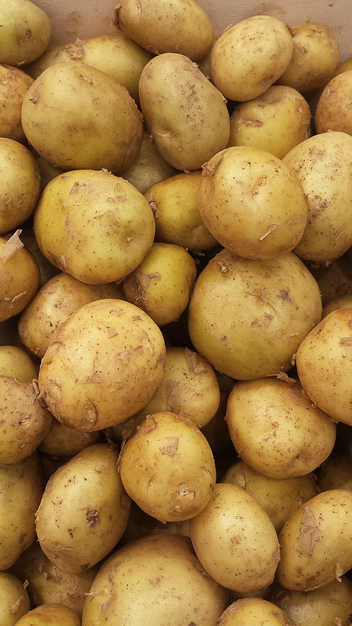 Close up of fresh potatoes of Noirmoutier Photograph by Jean-Marc PAYET
