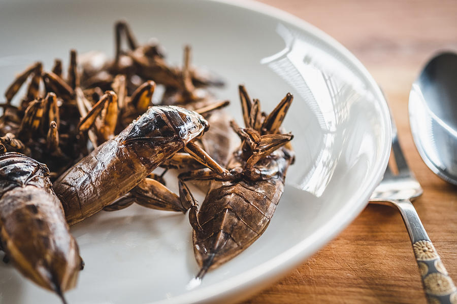 Close-Up Of Fried Giant Water Bug Served On White Plate Photograph by Sutthiwat Srikhrueadam